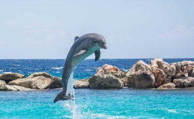 Dolphin - animals that start with d