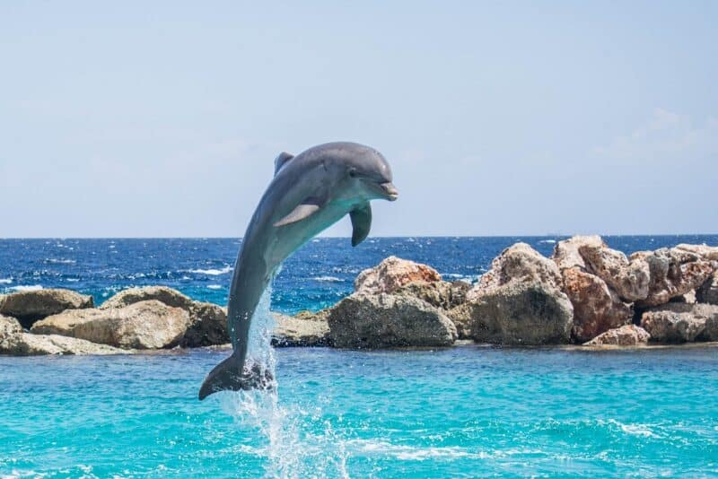 Dolphins - animals that start with d
