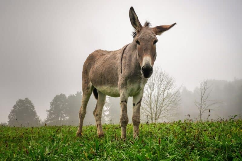 Donkey - animals that start with d