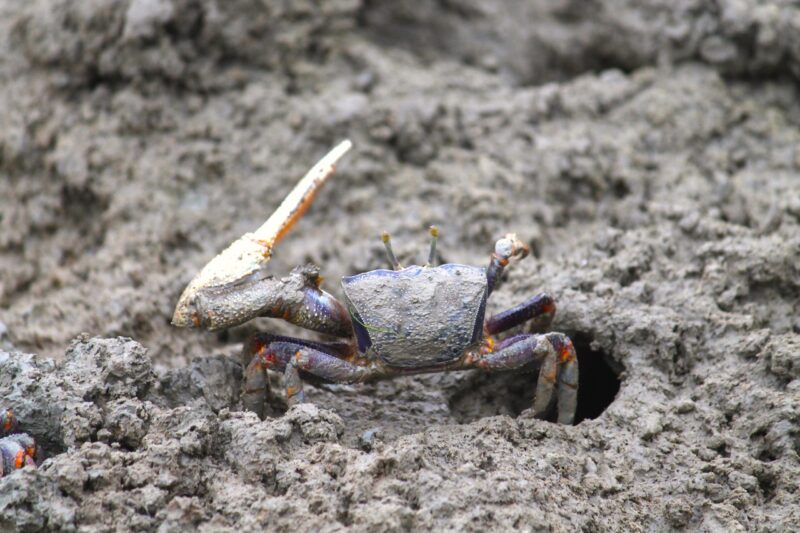 Fiddler Crab - animals that start with f