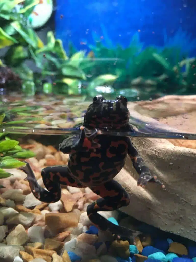 Fire-bellied toad - animals that start with f