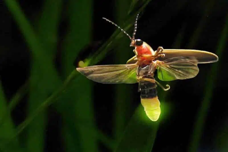Firefly - animals that start with f