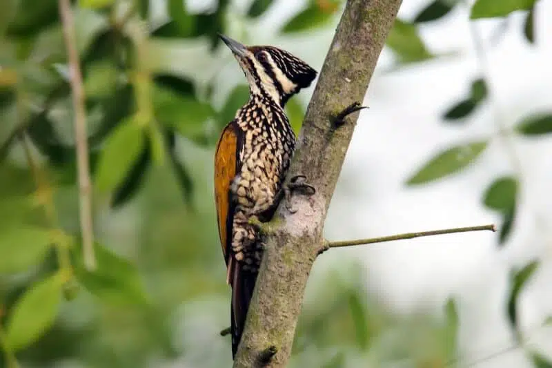Woodpecker - animals that start with w