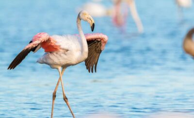 Flamingo - animals that start with f