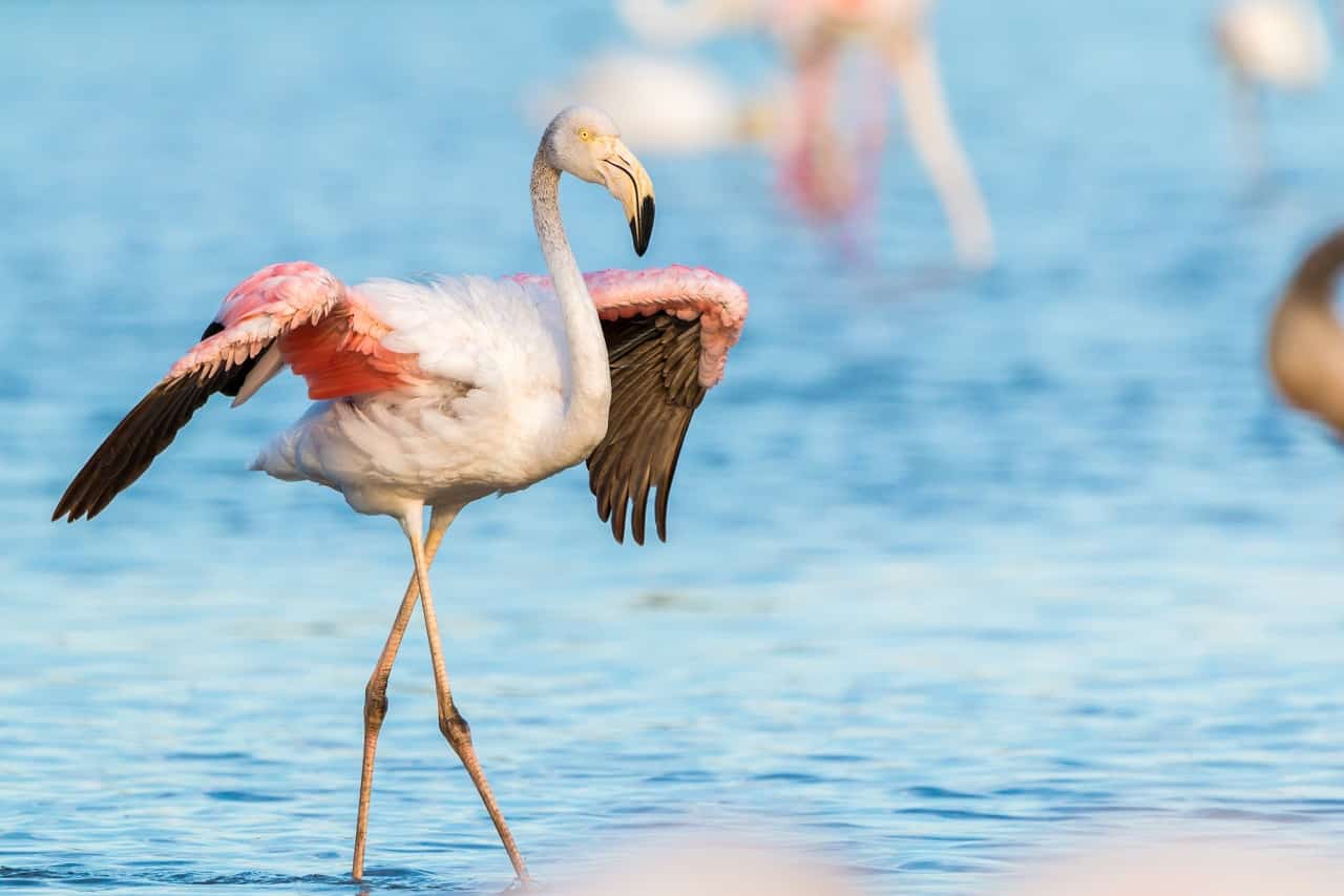 Flamingo - animals that start with f