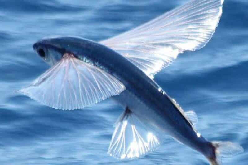 Flying fish - animals that start with f