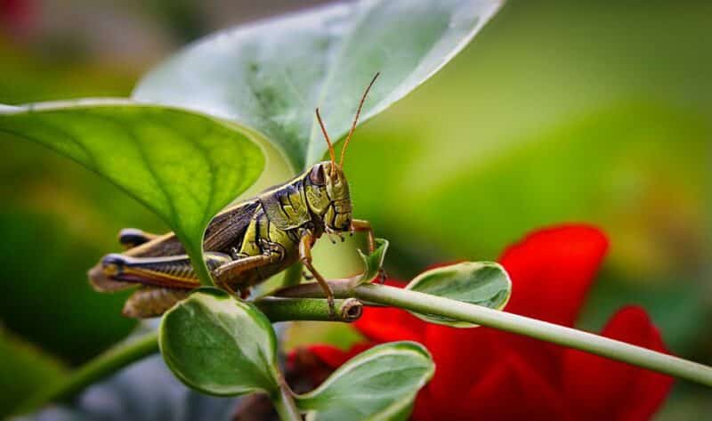 grasshopper highest jumping animals 