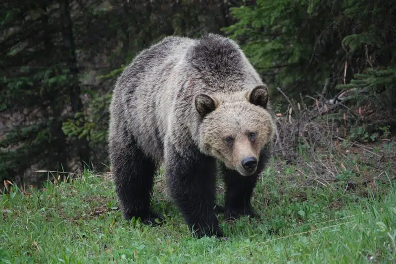 grizzly Animals in Alaska