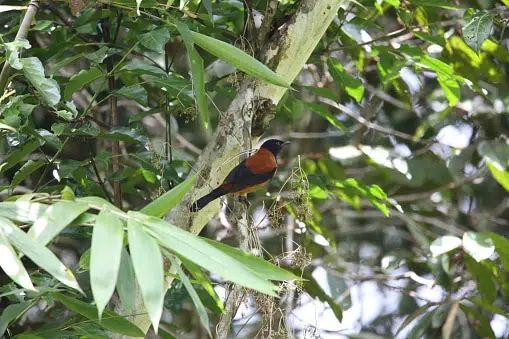 top 10 most poisonous animals in the world: hooded pitohui