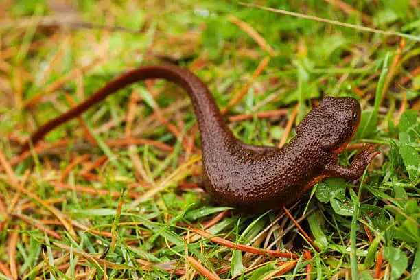 top 10 most poisonous animals in the world: rough-skinned newt