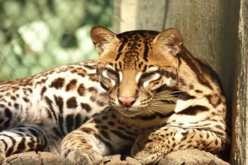 Ocelot - an animal that start with O