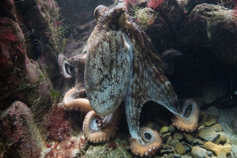 Octopus - animals that start with o