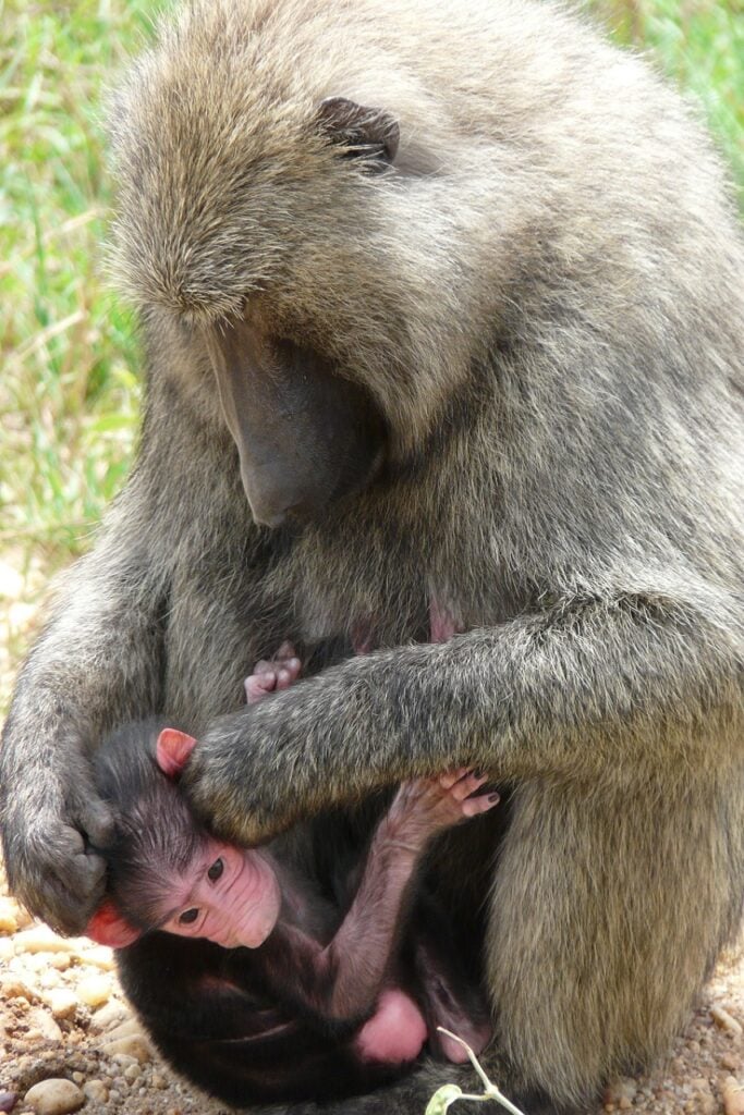 Olive baboon - animals that start with o