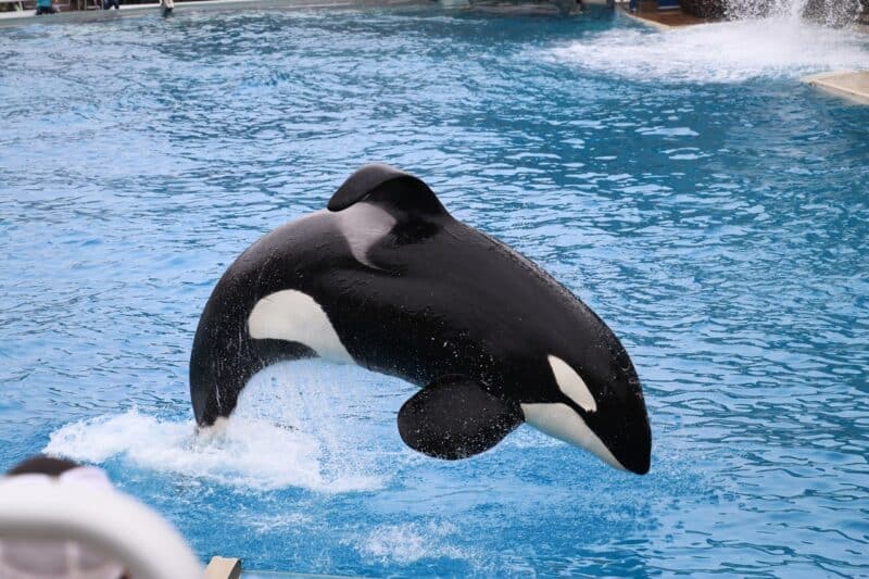 Orca - animals that start with O