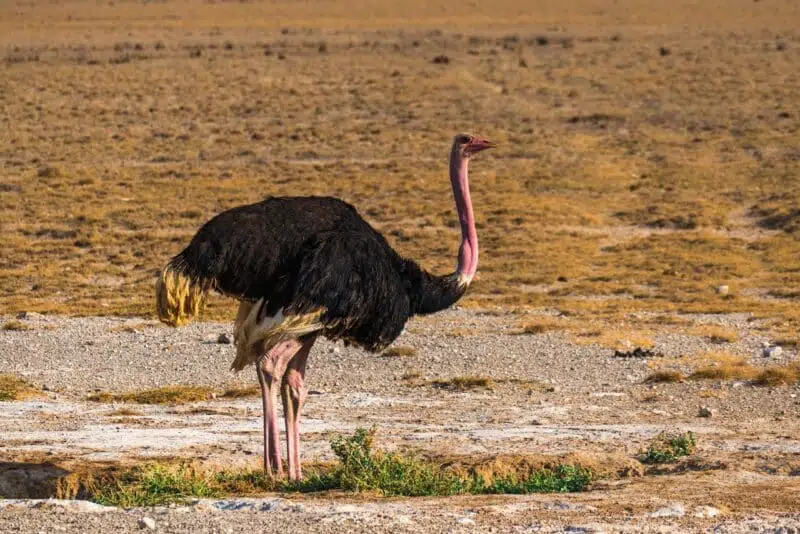 Ostrich - animals that start with o