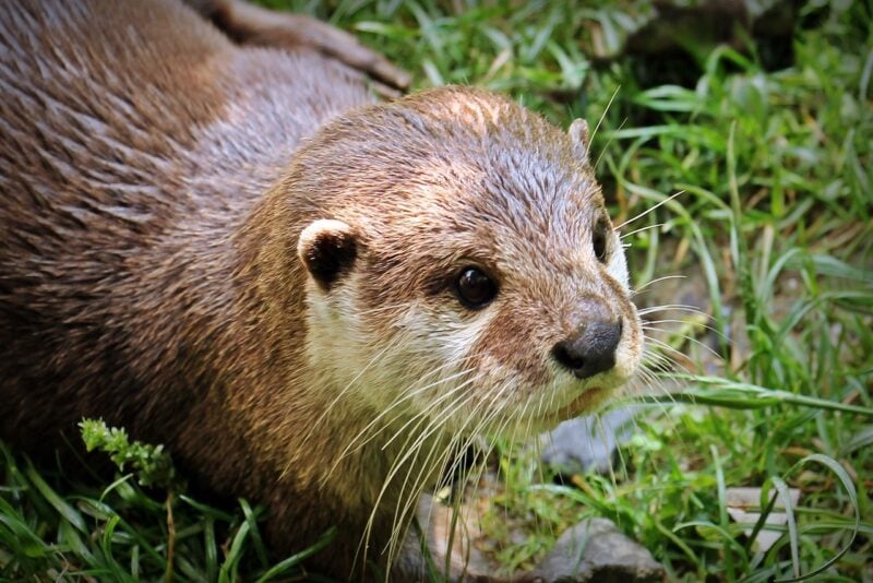 otter Animals in Alaska