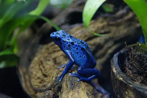 top 10 most poisonous animals in the world: poison dart frog