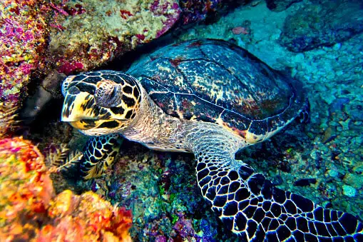 top 10 most poisonous animals in the world: hawksbill sea turtle