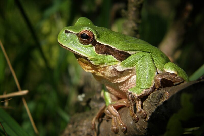 Animals in Georgia tree frog
