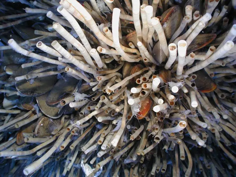 Top 10 longest living Animals: tube worm 
