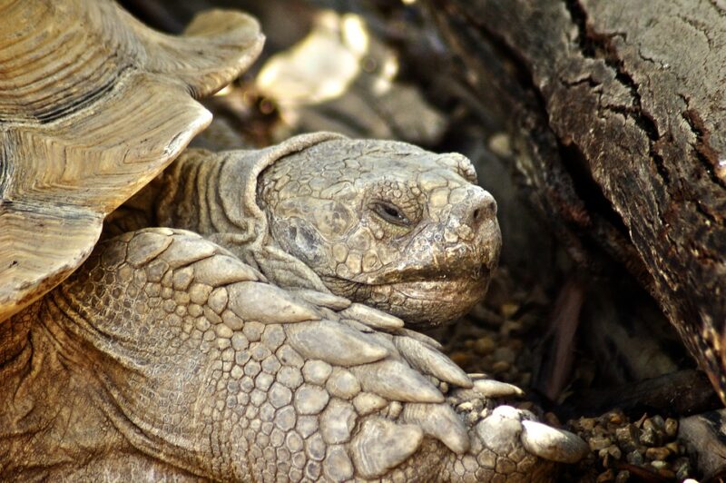 top 10 longest living animals; Galapagos tortoise | Animalsaroundtheglobe