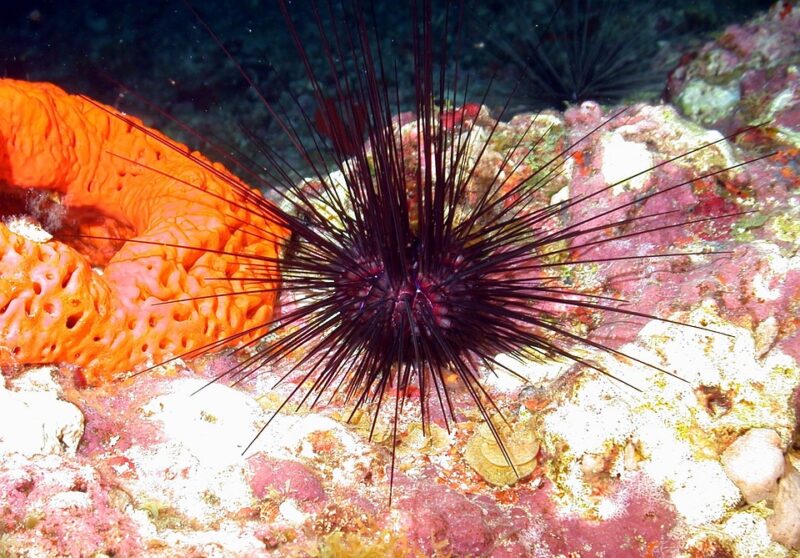 top 10 longest living animals; Red urchin | Animalsaroundtheglobe