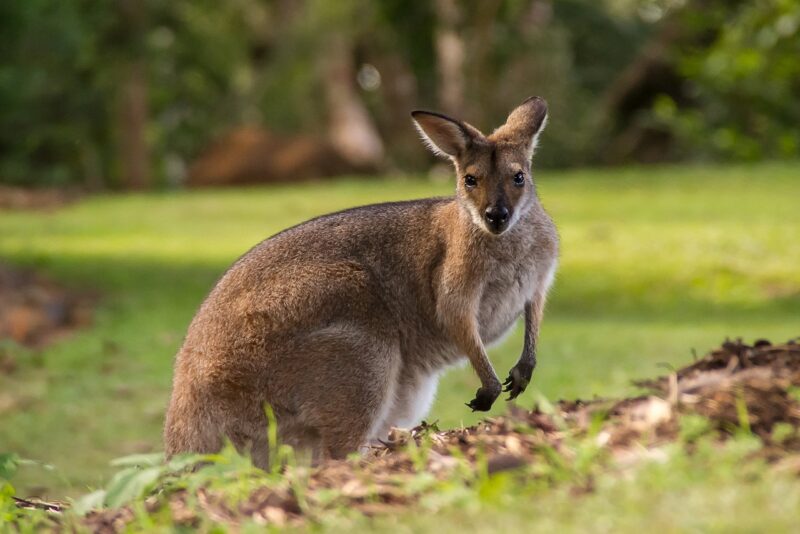 Wallaby - an animals that starts with w