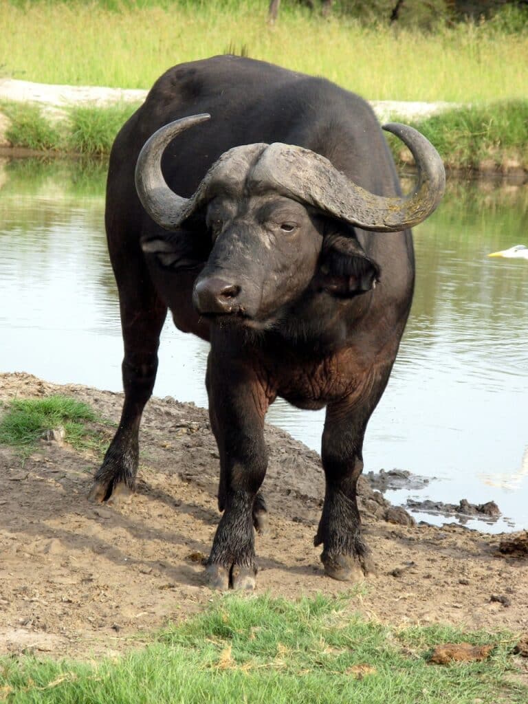 Water Buffalo - animals that start with w