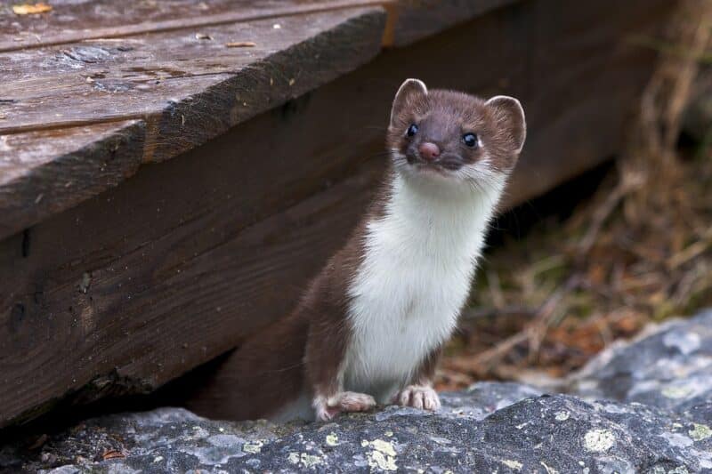 Weasel - animals that start with w