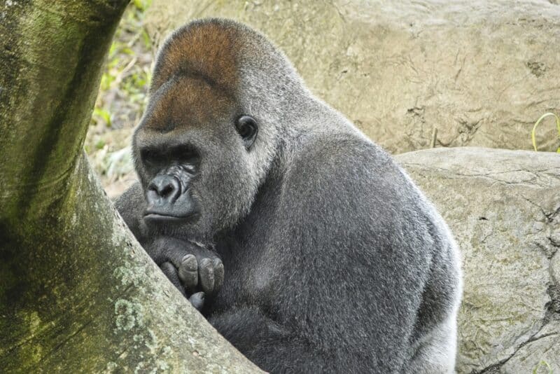 Western Gorilla - animals that start with w