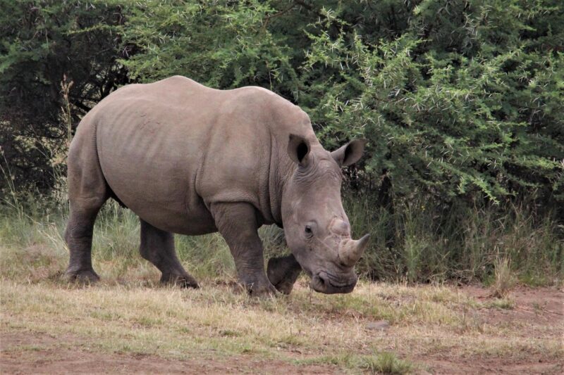 White Rhinoceros - animals that start with w