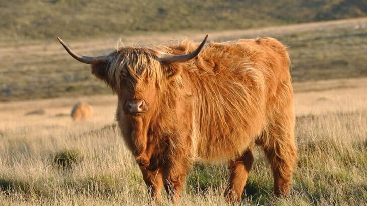 The Fluffiest Cows Conquering the World One Photo at a Time