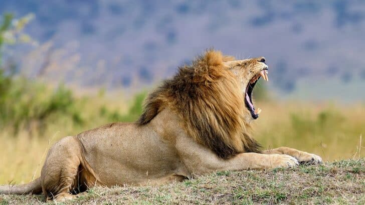 Top 10 Deadliest Animals Around The Globe