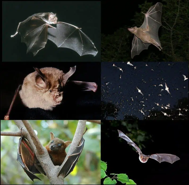 Bats - top 10 cave animals