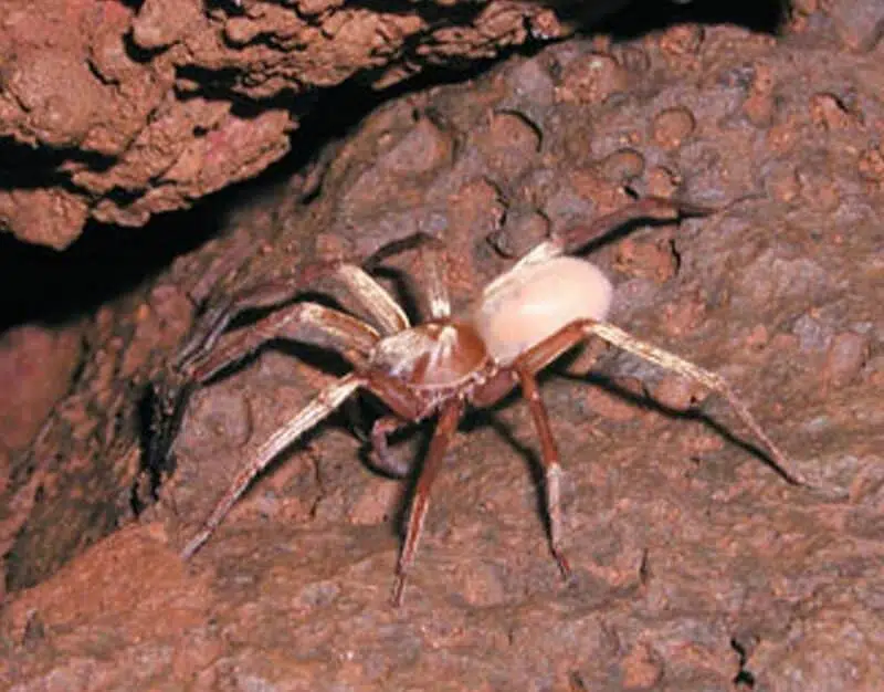 Kaua'i Cave Wolf Spider