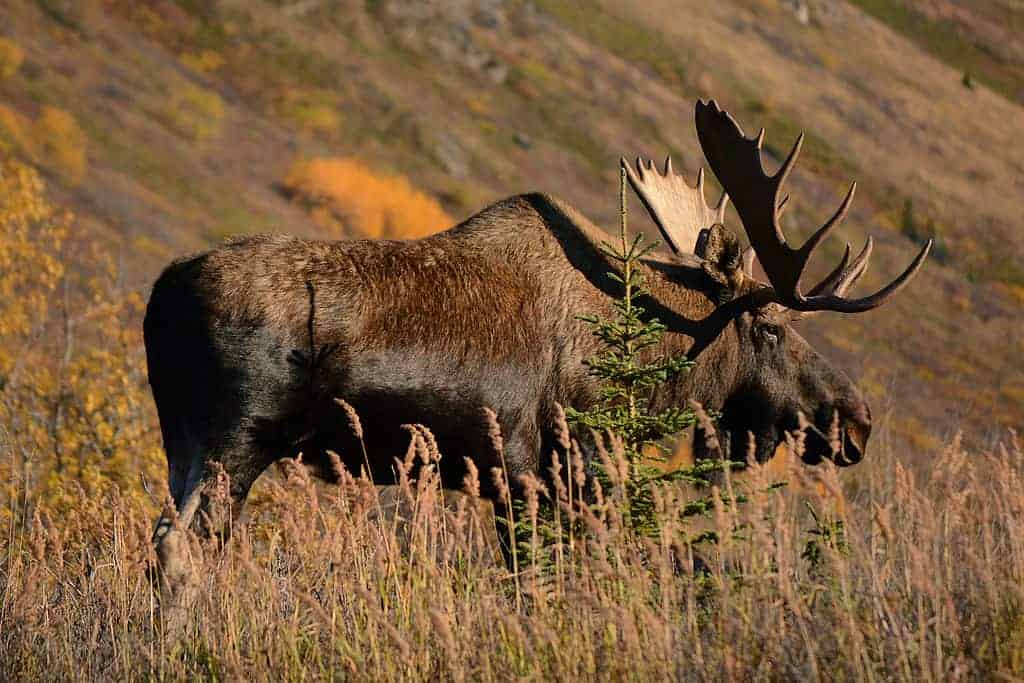 Alaska moose