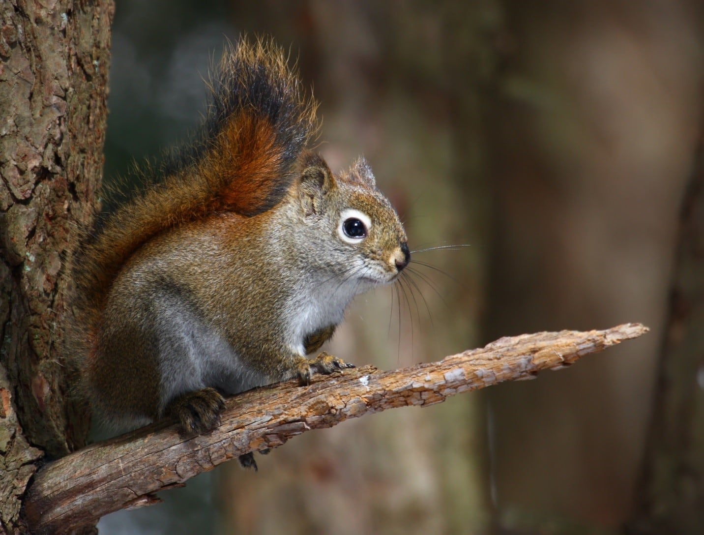 American Red Squirrel - animals in South Dakota