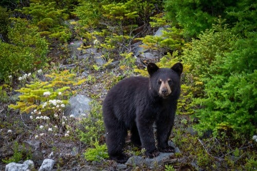 American black bear - Animals in Ontario