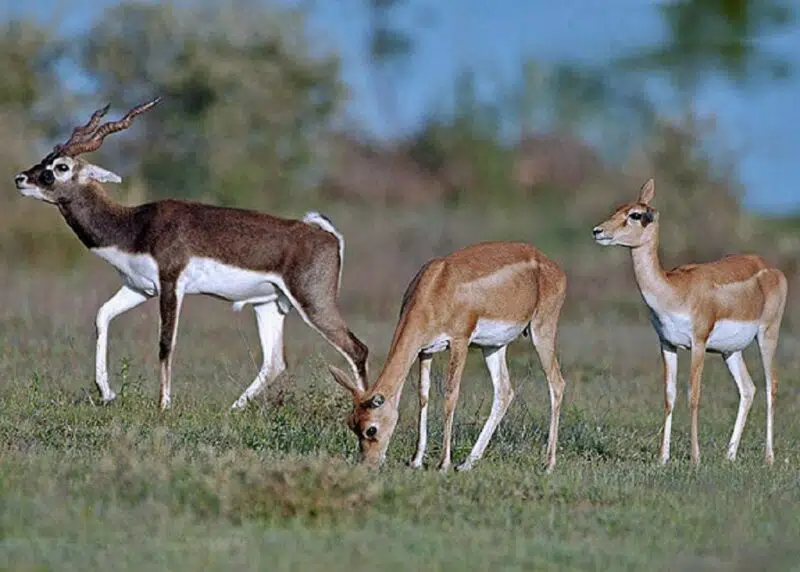 Antelope - animals in South Dakota