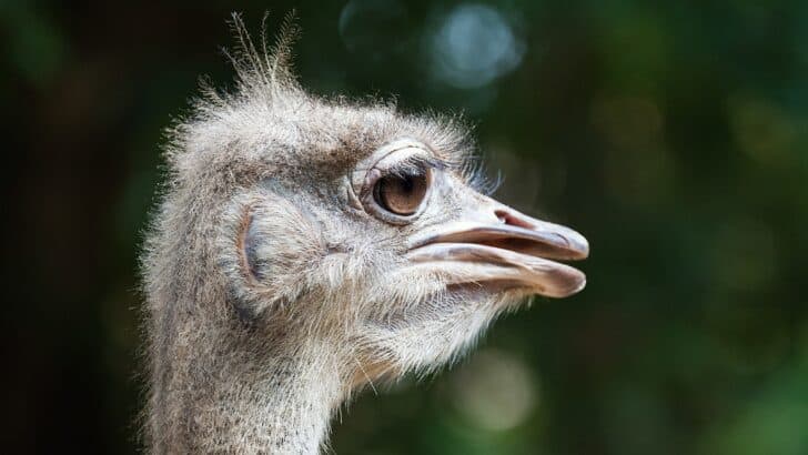 10 Dumbest Animals in the World