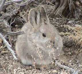 Pygmy Rabbit