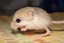 Baluchistan Pygmy Jerboa -Top 10 smallest animals