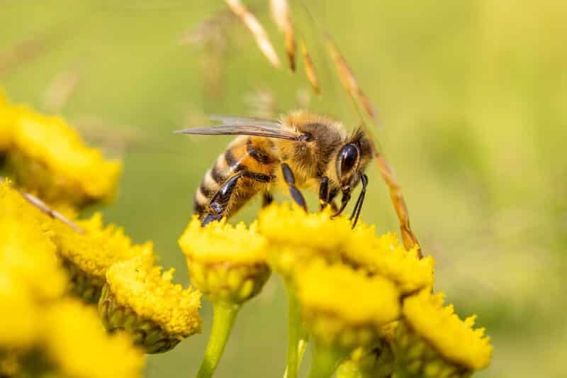 Bee: top 10 deadliest animals in the world