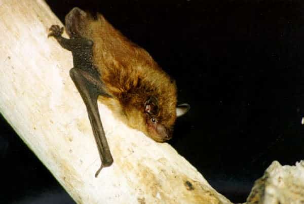 Big brown bat - Animals in Ontario