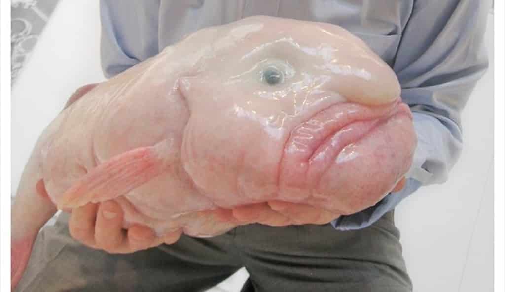 Blobfish - top 10 coolest looking animals