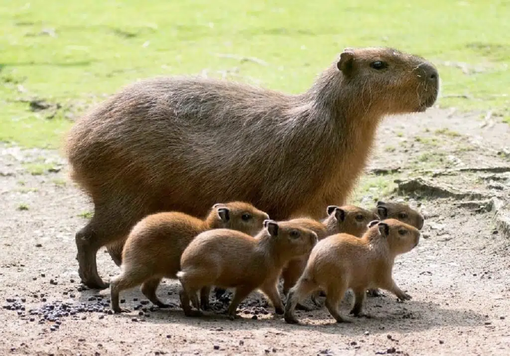 Capybaras - top 10 friendliest animals