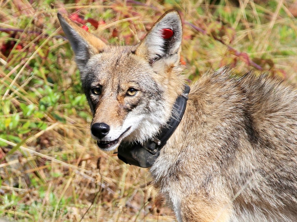 Coyote - animals in South Dakota