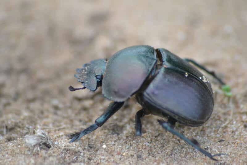 Dung Beetle, Hluhluwe Bush Camp / Animalsaroundtheglobe