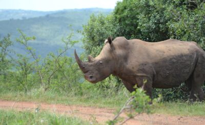 Rhino, Hluhluwe Game Reserve / animalsaroundtheglobe
