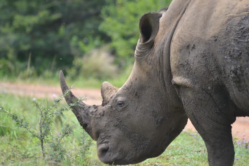Rhino, Hluhluwe Game Reserve / animalsaroundtheglobe